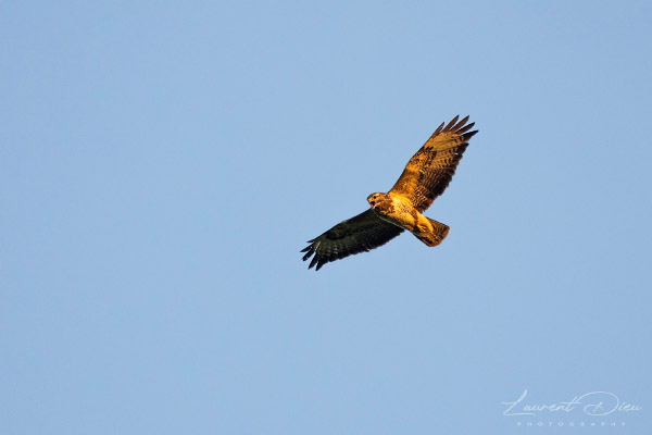 Buse variable - Common Buzzard (Buteo buteo). Canon EOS R3 - Canon EF 500mm f/4L IS USM II + 2x III.